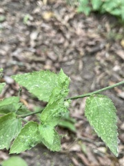 Chiropetalum griseum