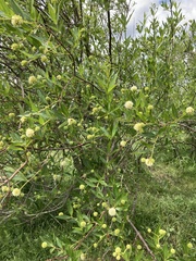 Cephalanthus glabratus