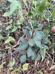 Peperomia comarapana