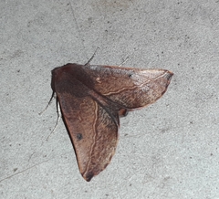 Drepanogynis villaria