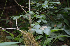 Staphylea colchica