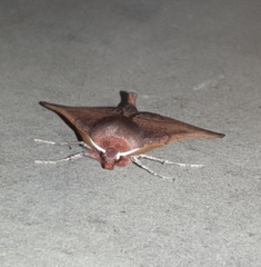 Drepanogynis villaria