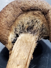 Psathyrella