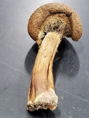 Psathyrella