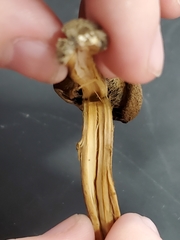 Psathyrella