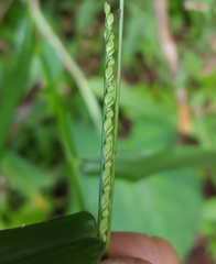 Paspalum nutans