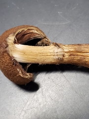 Psathyrella