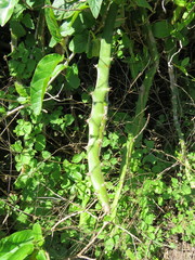 Selenicereus setaceus