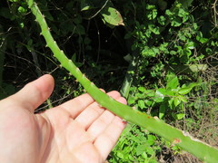 Selenicereus setaceus