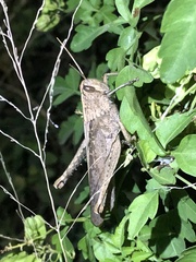 Schistocerca impleta