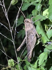 Schistocerca impleta