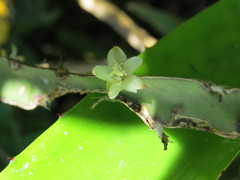 Lepismium cruciforme