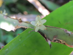 Lepismium cruciforme