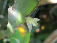 Lepismium cruciforme