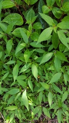 Ageratina riparia