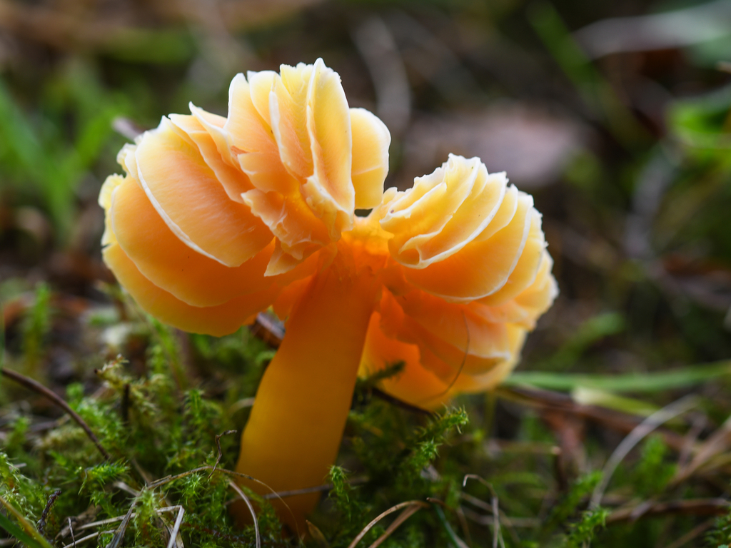 Oily Waxcap