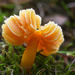 Oily Waxcap - Photo (c) Frank Sengpiel, some rights reserved (CC BY), uploaded by Frank Sengpiel