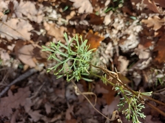 Jacobaea adonidifolia