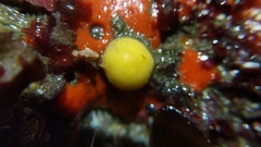 Tetilla