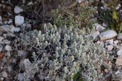 Teucrium gnaphalodes