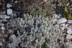 Teucrium gnaphalodes