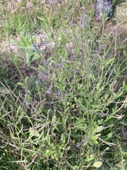 Verbena gracilescens