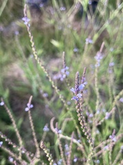 Verbena gracilescens