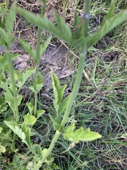 Verbena gracilescens