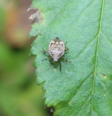 Podisus serieventris