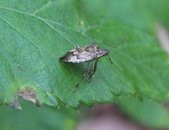 Podisus serieventris