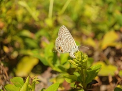 Leptotes pirithous pirithous