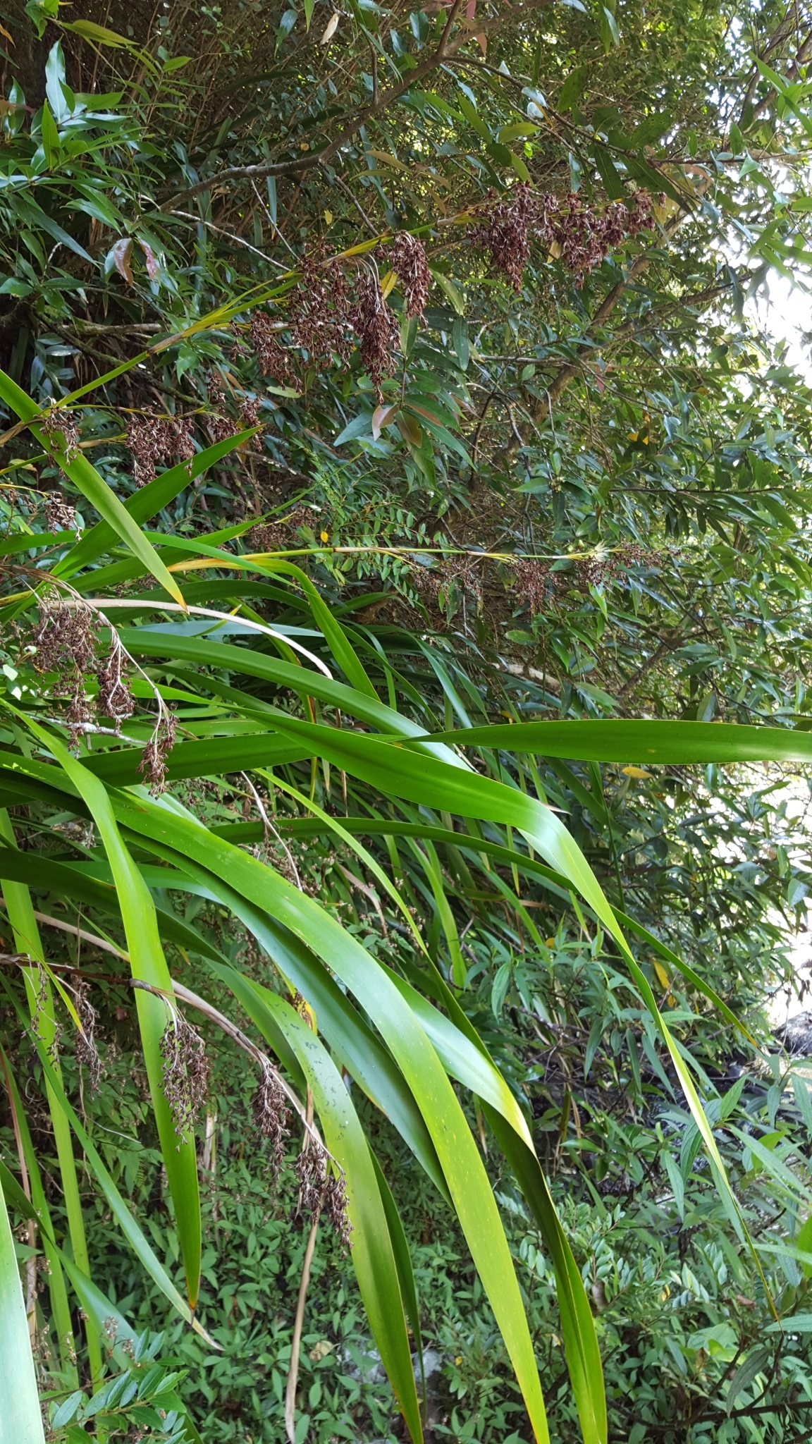 (c) François Rousseu, certains droits réservés (CC BY-NC) https://www.inaturalist.org/observations/100795972