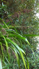 Machaerina iridifolia image