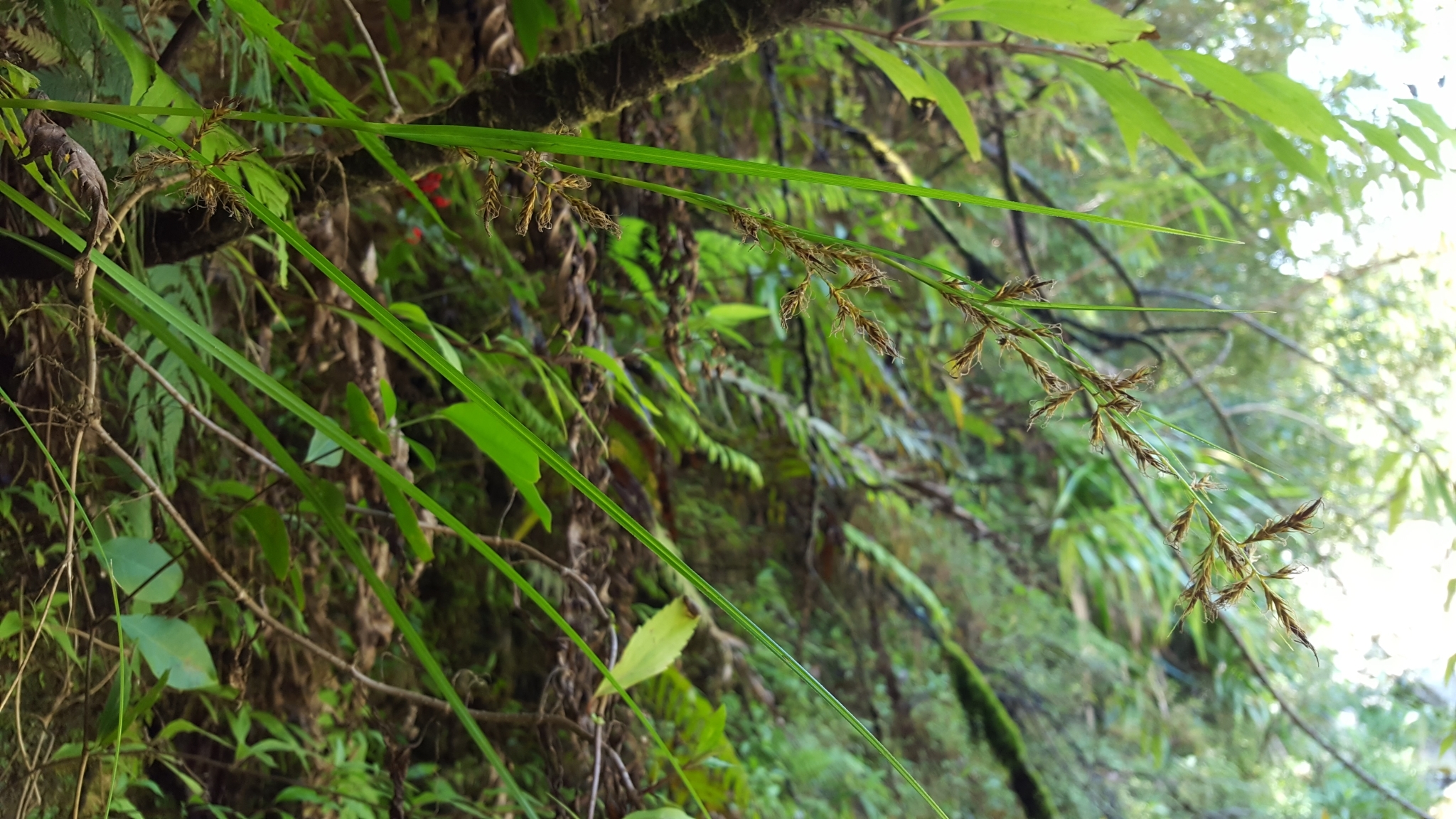 (c) François Rousseu, certains droits réservés (CC BY-NC) https://www.inaturalist.org/observations/100795985