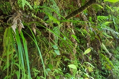 Carex ramosa