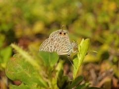 Leptotes pirithous pirithous