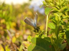 Leptotes pirithous pirithous