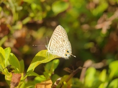 Leptotes pirithous pirithous