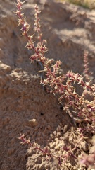 Salsoleae