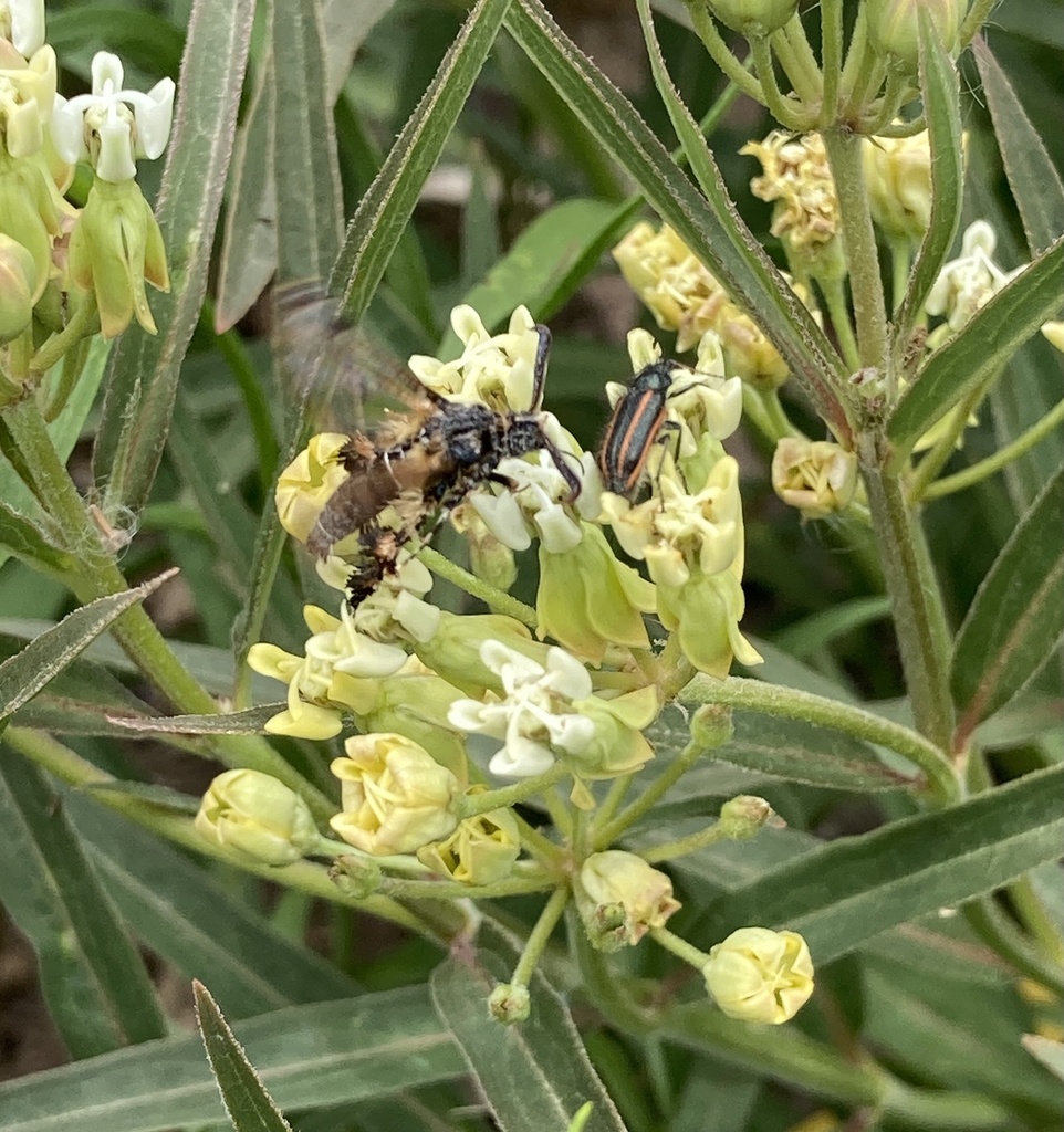 Melittia umbrosa