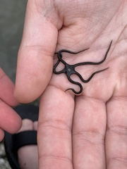 Microphiopholis gracillima