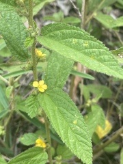 Sida hackettiana