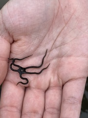 Microphiopholis gracillima