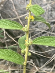 Sida hackettiana