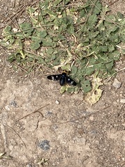 Hyperalonia morio morio