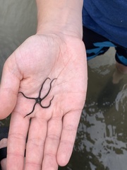 Microphiopholis gracillima