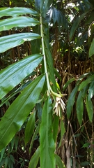 Hedychium coccineum