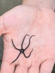 Microphiopholis gracillima