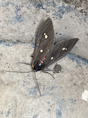 Euclera rubricincta