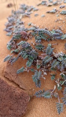 Astragalus striatiflorus